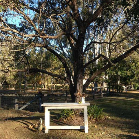 "Once Upon A Queenslander" Eco Recycled High Bench Table in White "Once Upon A Queenslander" Eco Recycled High Bench Table in White
